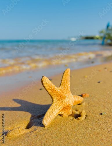 Seastar and Sunset Shade