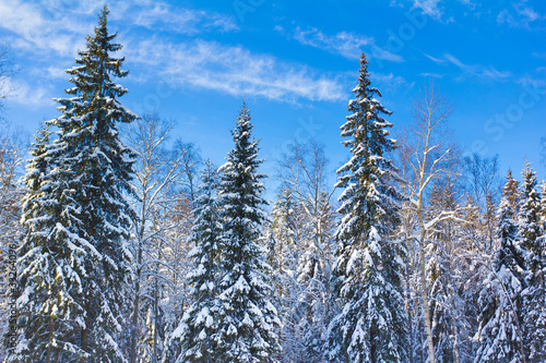 Beautiful Winter Landscape with snow covered trees