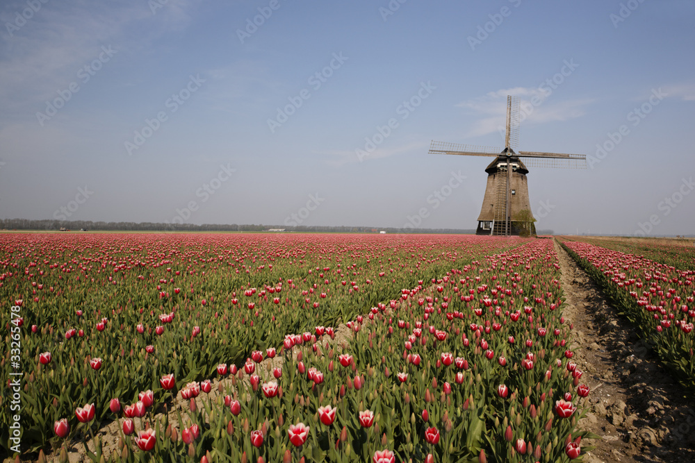 Champs de tulipes et moulin en hollande