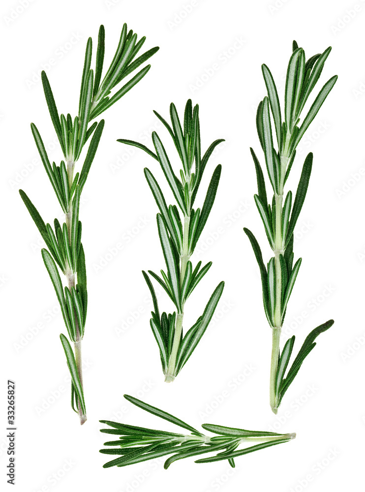 Fresh green rosemary twigs Fresh green rosemary twigs