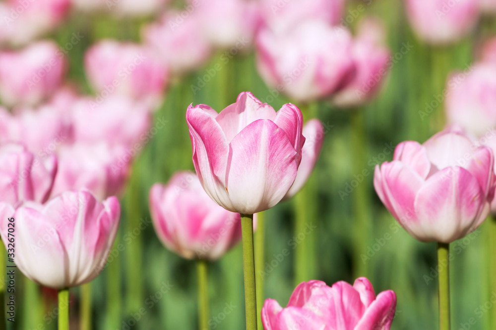 Beautiful pink tulips closeup