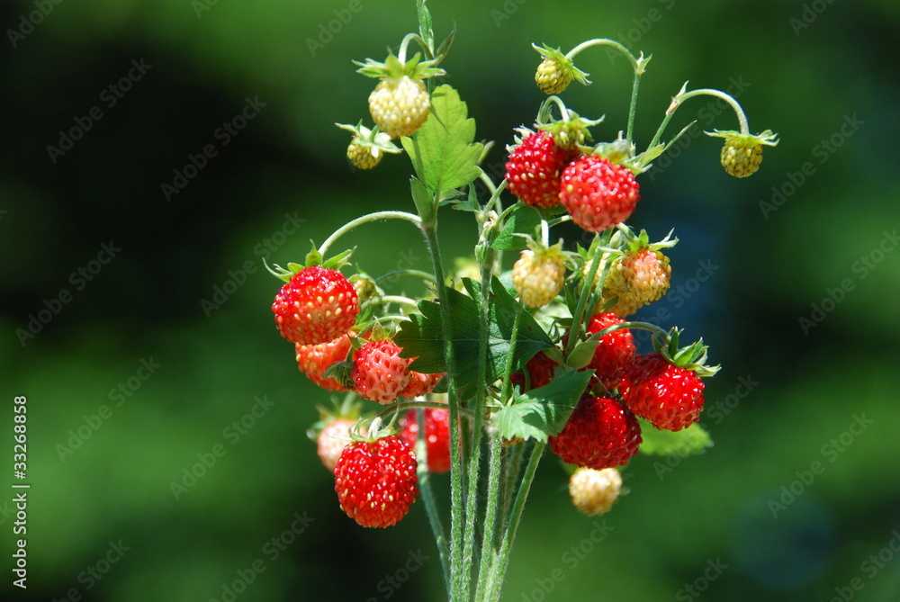 Bunch of wild strawberries Bunch of wild strawberries