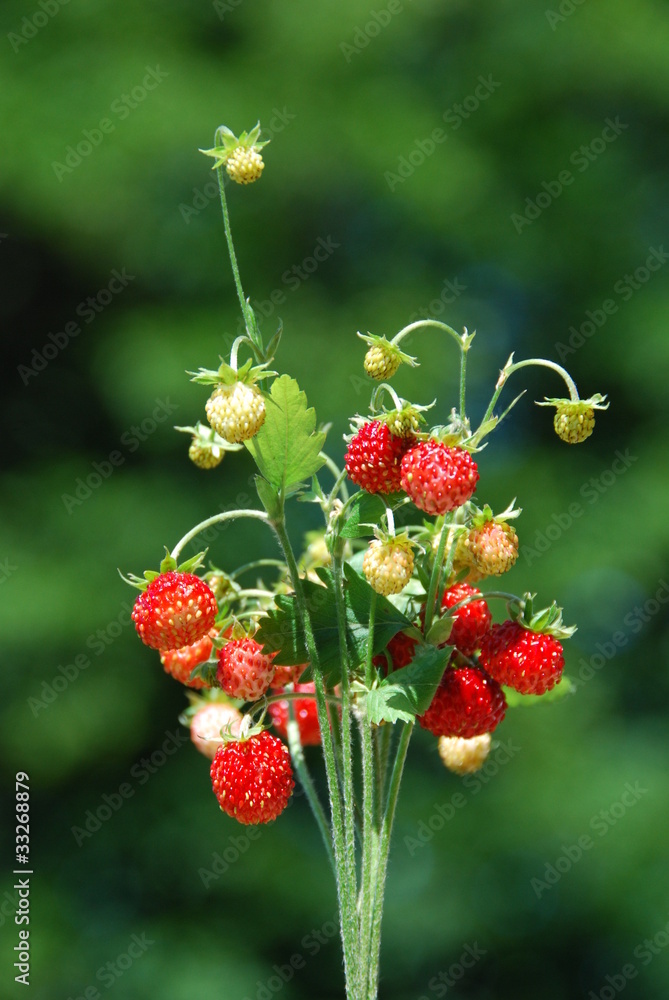 Red wild strawberries Red wild strawberries