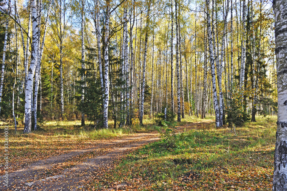 Birch forest in autumn Birch forest in autumn