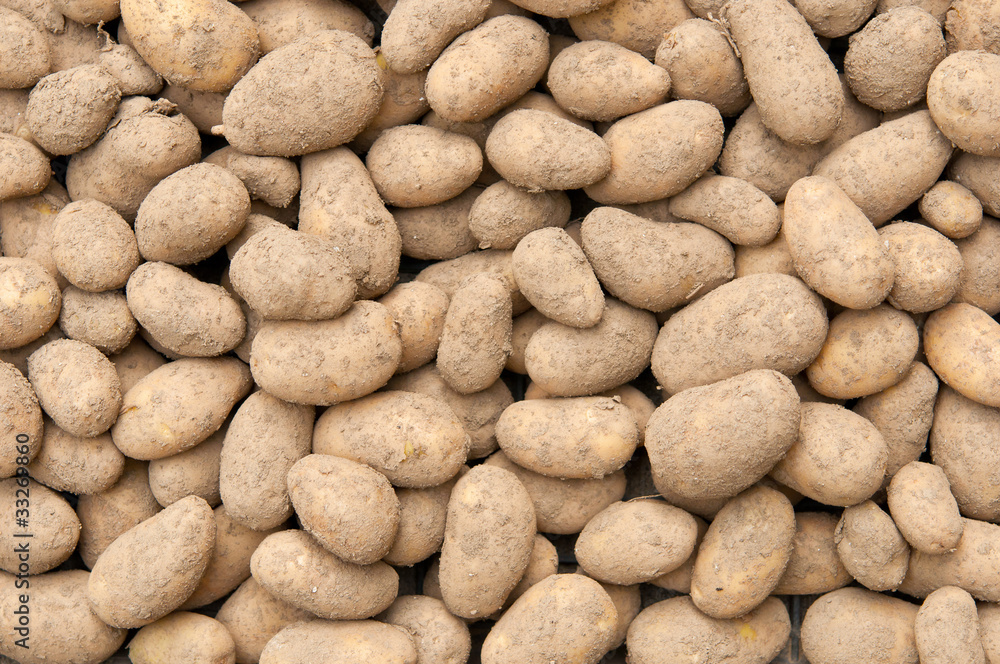 沢山のメークイン