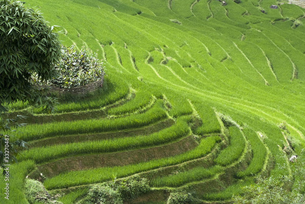 Terraced Rice Field Terraced Rice Field