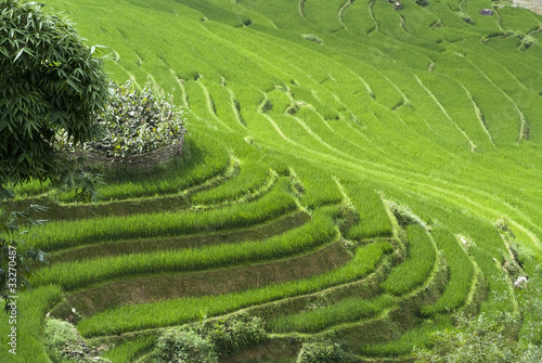 Terraced Rice Field