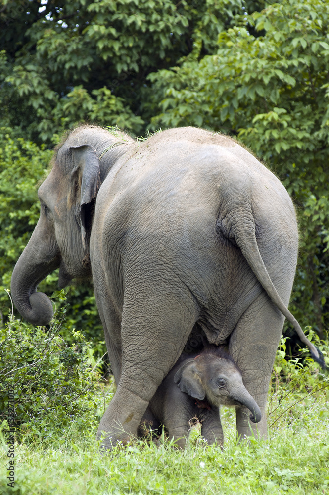 Fototapeta premium Mother elephant and baby