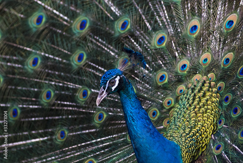 Peacock spreading tail
