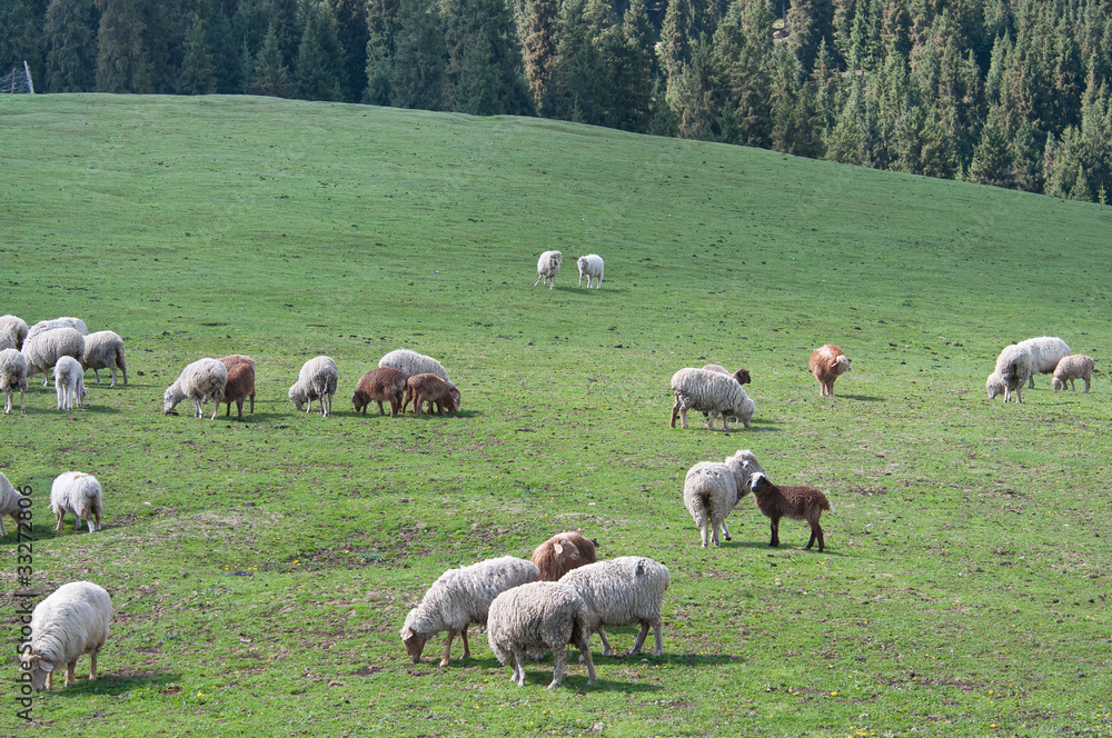 Obraz premium 草原风光