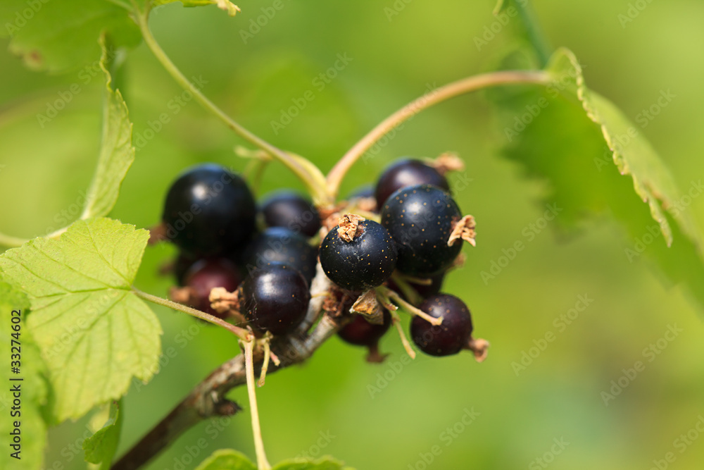 Black currant branch