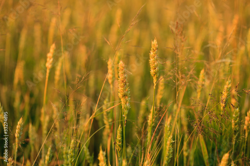Wheat field with sunlight
