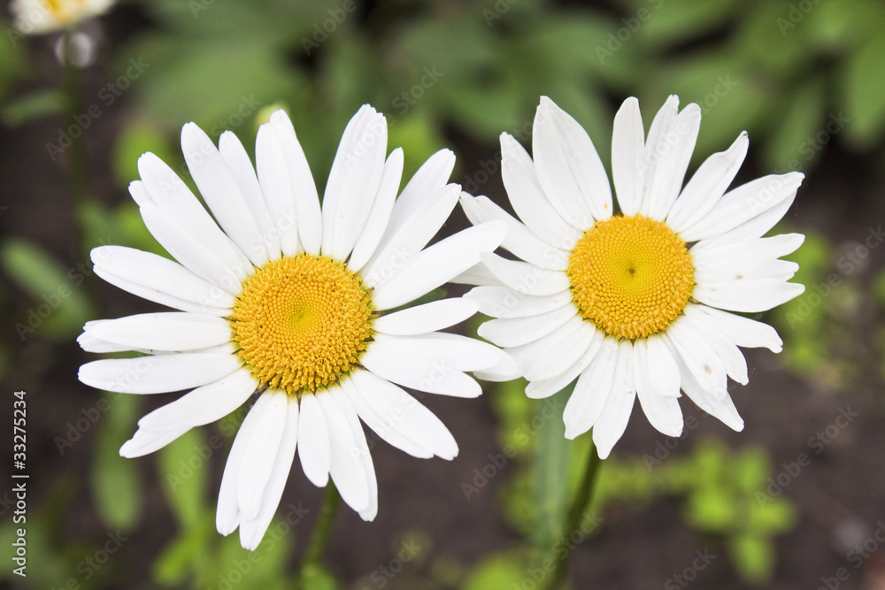 Fototapeta premium chamomile flower