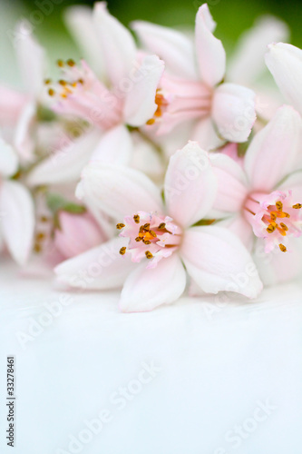 Fresh  pink flowers background