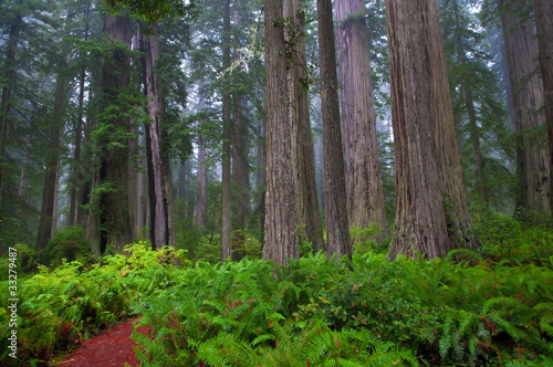 Fotografie Redwoods