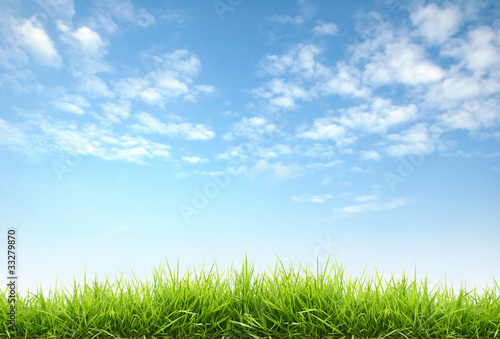 fresh spring grass