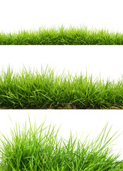 fresh spring green grass