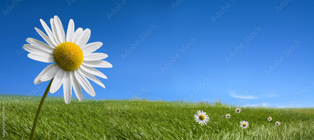 Obraz premium Picturesque summer landscape and daisy flowers
