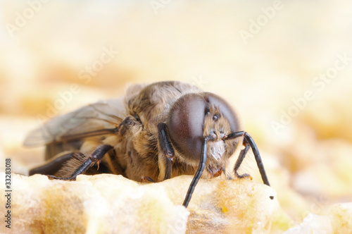 bee photo