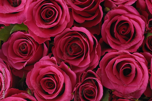 natural texture- red rose background