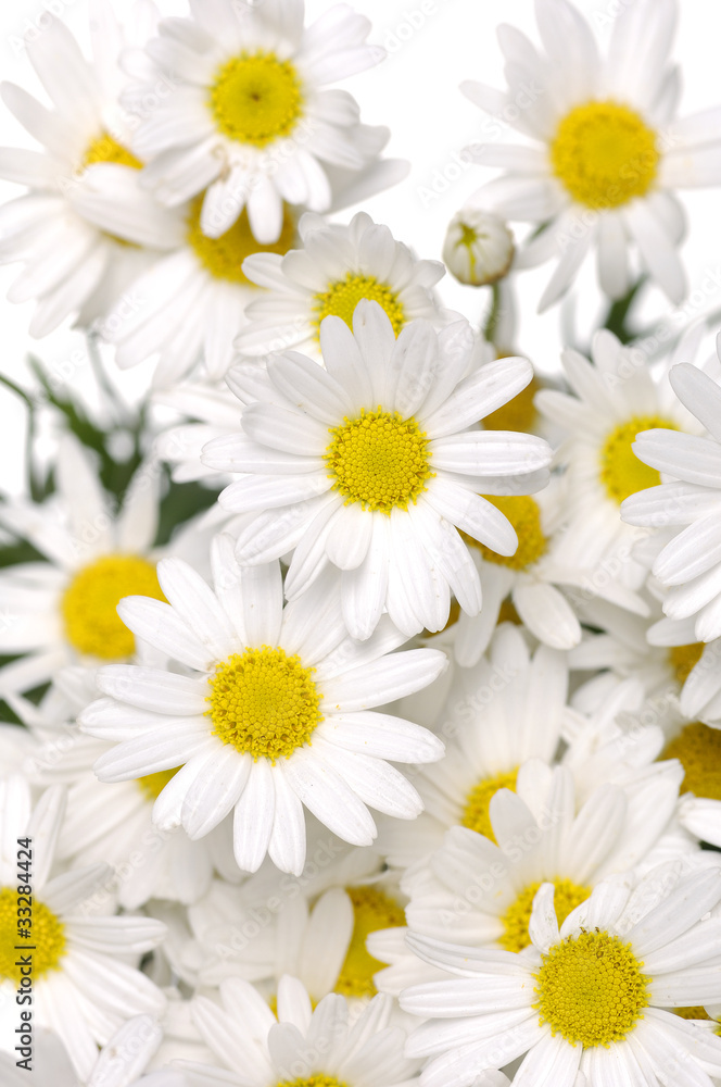close-ups of white marigold background close-ups of white marigold background