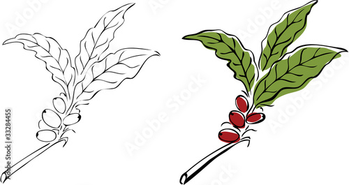 Hand drawn coffee tree branch.