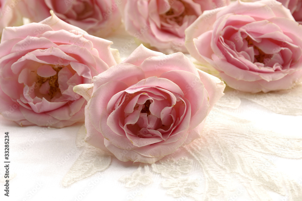 Blossom roses with petals Blossom roses with petals