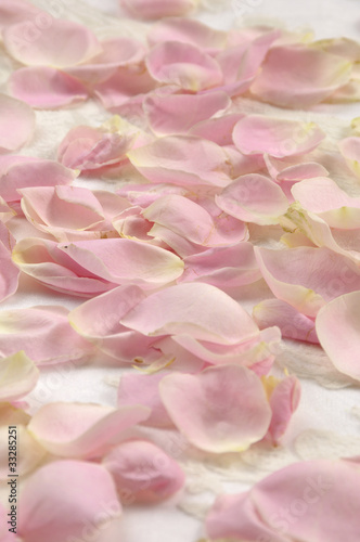 petals of rose background