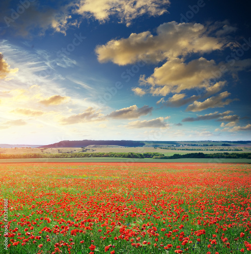 Big poppy meadow