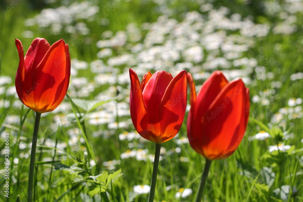 Obraz premium Garden