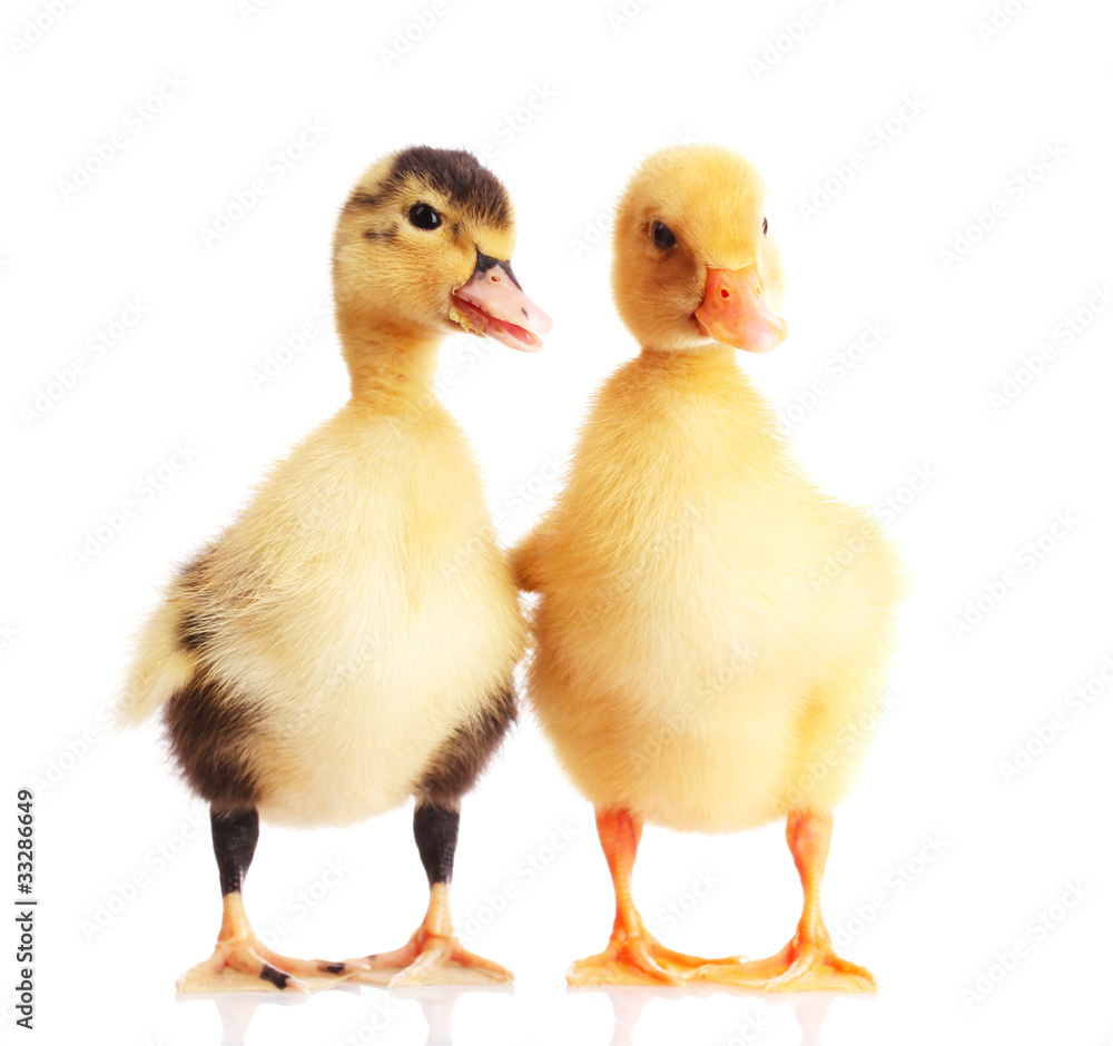 two little ducklings isolated on white