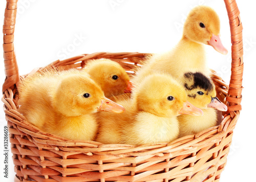 some ducklings in a basket isolated on white
