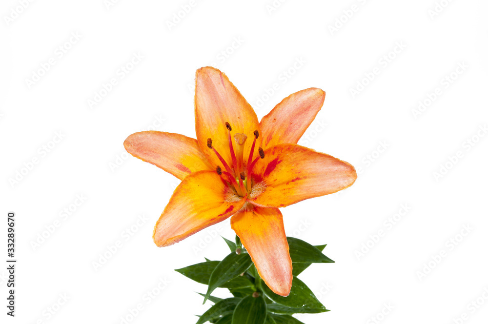 Fototapeta premium lily