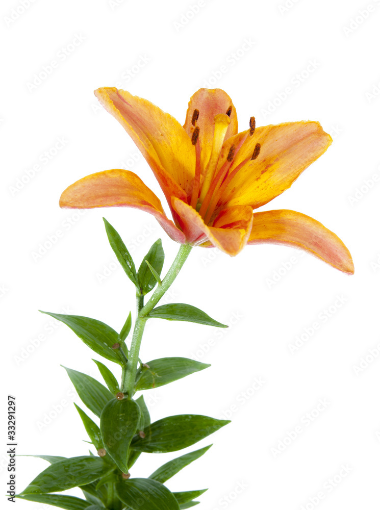 Obraz premium lily