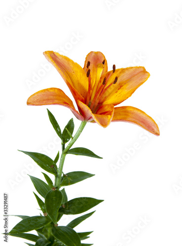 Fototapeta Naklejka Na Ścianę i Meble -  lily