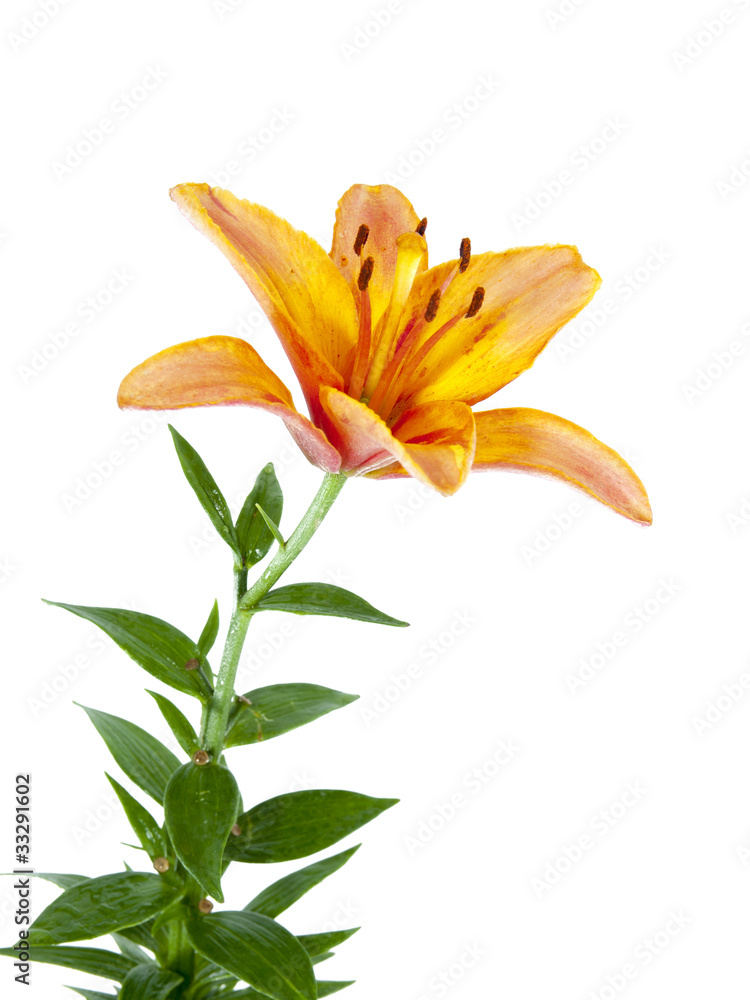 lily