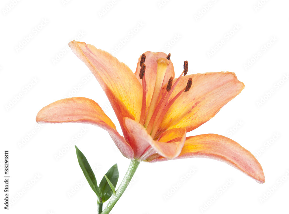 Fototapeta premium lily