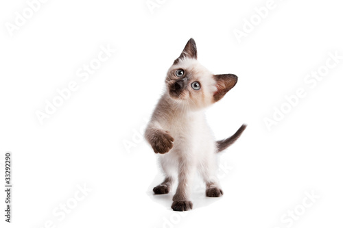 Fototapeta Naklejka Na Ścianę i Meble -  Funny playful siamese kitten on white background