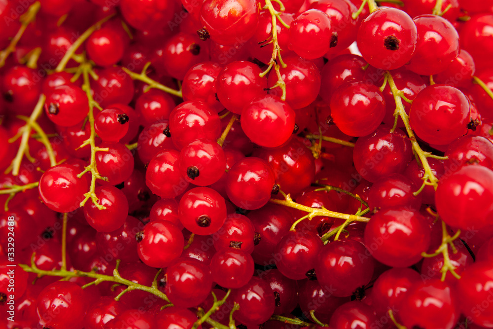 berries of a red currant berries of a red currant