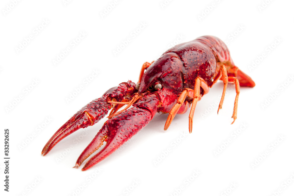 whole red lobster isolated on white background whole red lobster isolated on white background