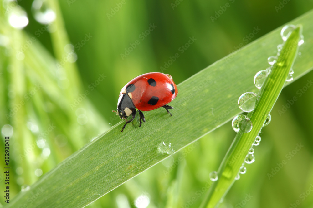 Fototapeta premium ladybug on grass