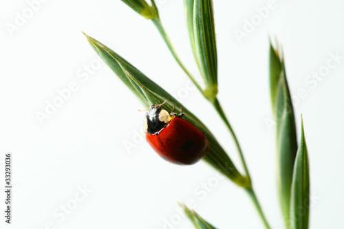 ladybug on grass