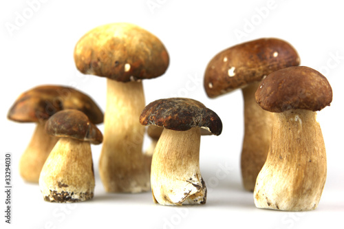 Mushrooms - Porcini, Boletus edulis