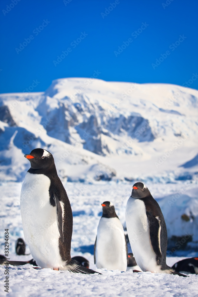 Obraz premium Three penguins