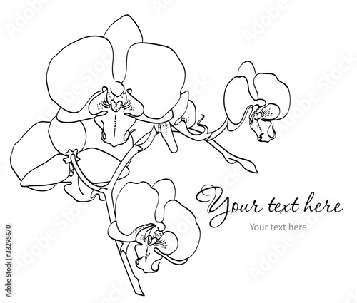 Branch of orchids