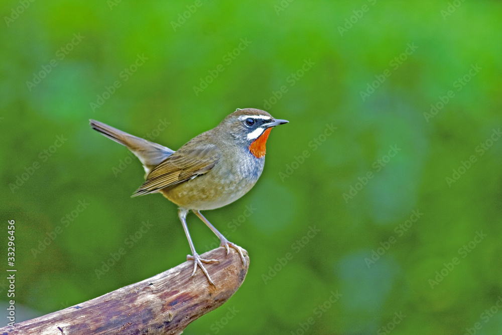 Fototapeta premium Sibierian Rubythroat a bird