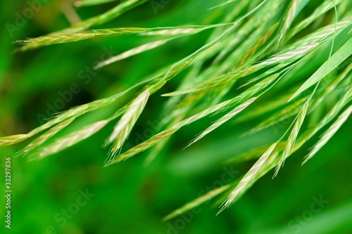 Beautiful green leaves