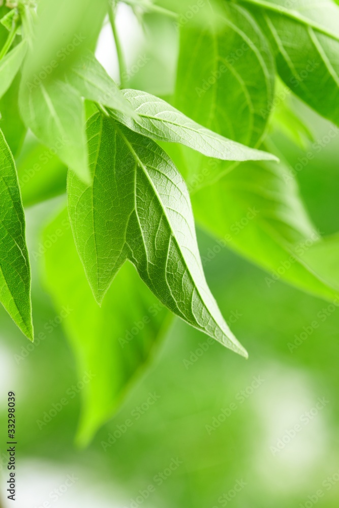 green leaves green leaves