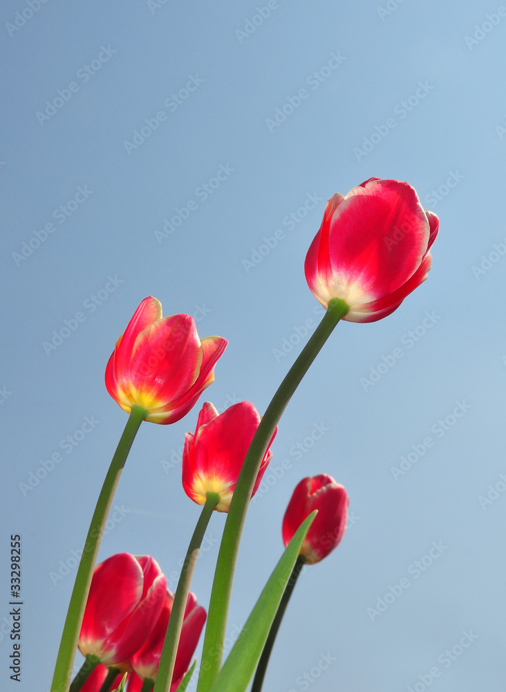 Rote Tulpen Rote Tulpen