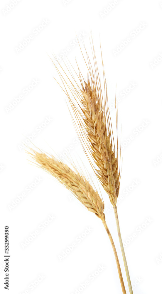 wheat isolated on white wheat isolated on white